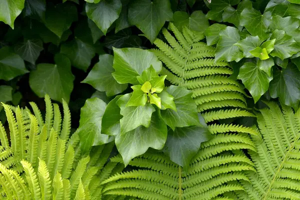 Ivy Ferns Garden — Stock Photo, Image