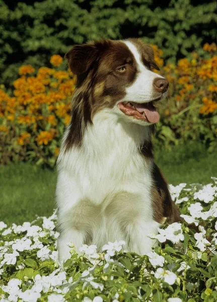 Beautiful Border Collie Dog Nature Background — Stock Photo, Image
