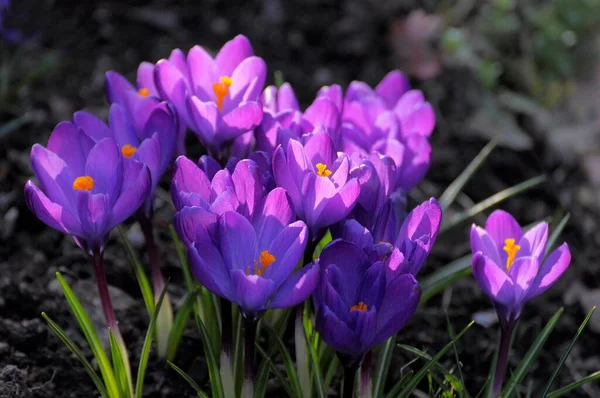Purple Flowering Crocus Garden Spring Crocus Crocus Vernus Spring Saffron — Stock Photo, Image