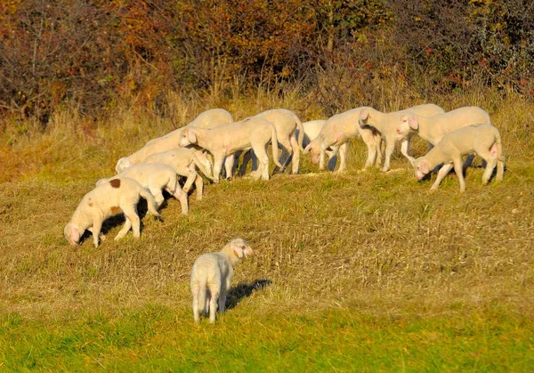 Krajina Švábské Alb Stádo Ovcí Podzim Pastvy Jehňata Domácí Ovce — Stock fotografie