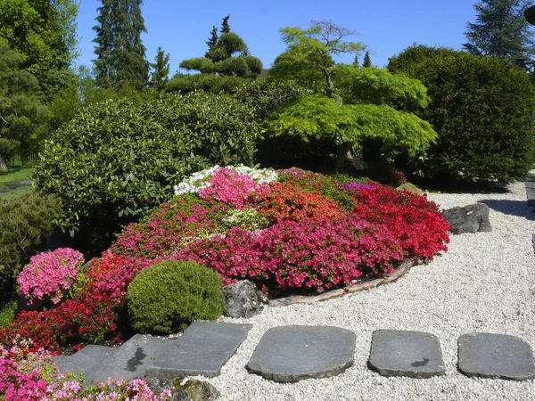 Blhendes Barock Ludwigsburg Spring Azalea Blossom Japanese Garden — Stock Photo, Image
