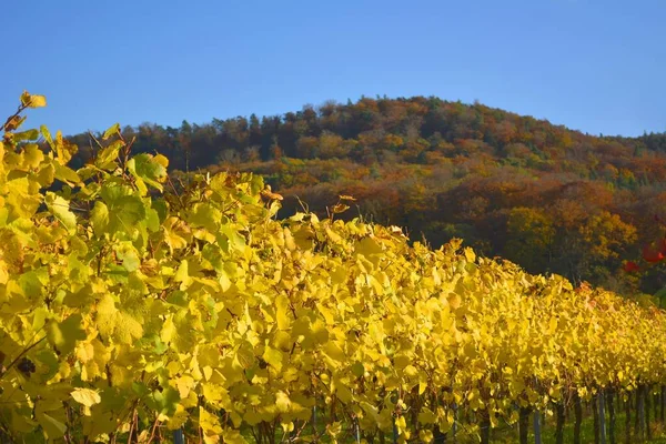 Güzel Üzüm Bağı Tarlası Şarap Yetiştirme Bölgesi — Stok fotoğraf