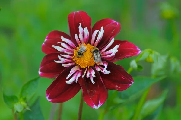 Single Flowered Dahlia Garden Bumblebees — Stock Photo, Image
