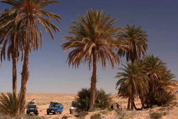 Small Palm Grove Route Nalut Darj Libya Africa — Stock Photo, Image