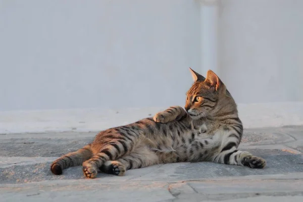 猫はストリートの石道に横たわる — ストック写真