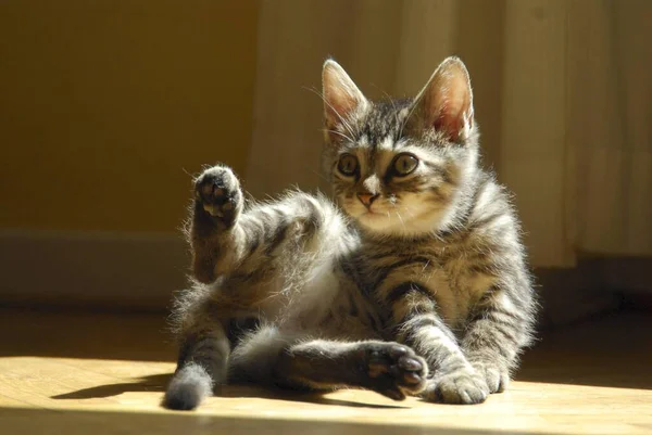 若い家庭用子猫 タビー 日光の光線に伸びる 非プリーツリーワイルドキャット フェリスシルベストリス ハニカス — ストック写真