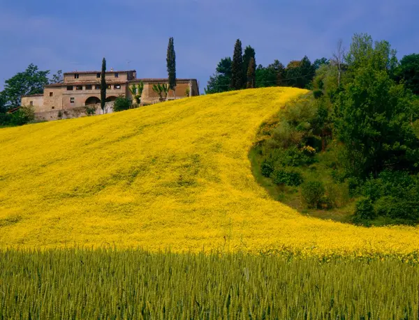 Włochy Toskania Farma Krajobrazowa Polem Rzepakowym Pobliżu Sienny Europa — Zdjęcie stockowe