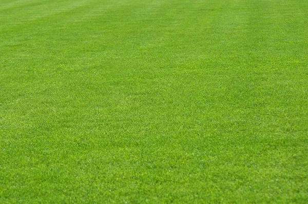 Green Lawn Beautiful Sports Field Grass — Stock Photo, Image