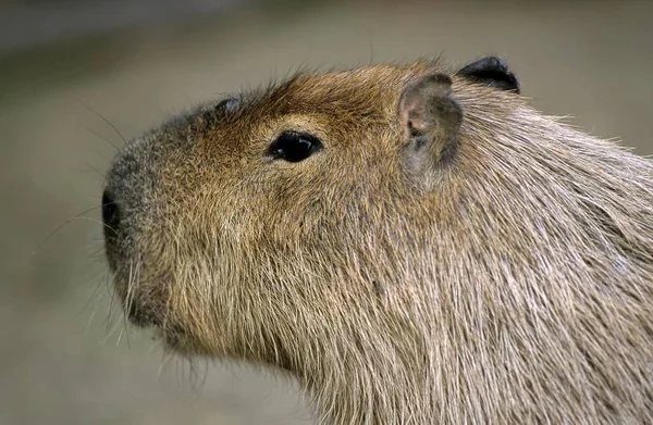 Capybara Hydrochoerus Hydrochaeris Capybara — Photo