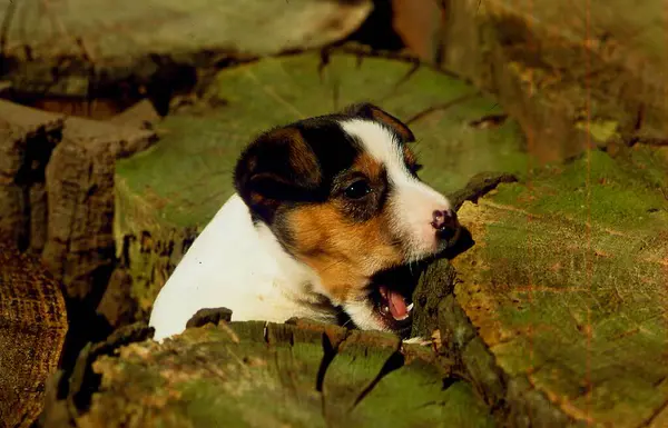 Parson Jack Russell Terrier Cucciolo Maschio Settimane — Foto Stock