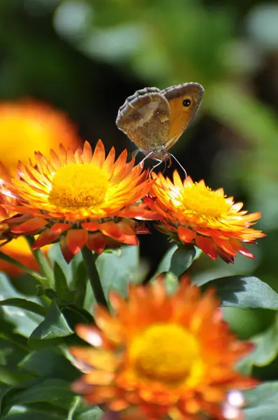 Papillon Petit Foin Papillon Sur Fleur Sèche Dans Jardin — Photo