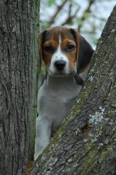 Young Beagle, puppy, tricolour, peering through branches, portrait, FCI, Standard No. 161, young Beagle, puppy, peering through branches, domestic dog (canis lupus familiaris)