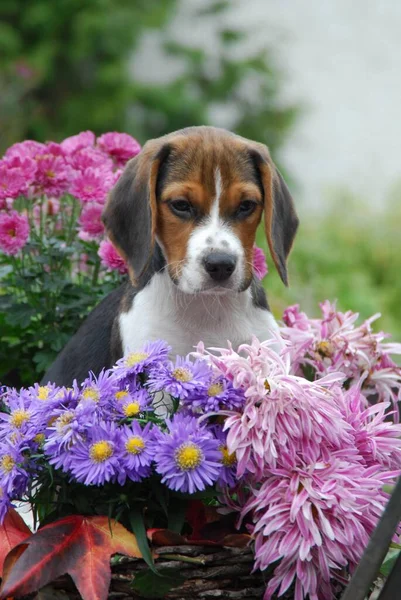 Young Beagle, puppy, tricolour, sitting between coloured flowers, FCI, Standard No. 161, young Beagle, puppy