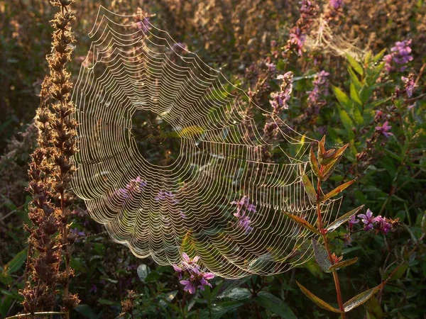 Spinnennetz Nahaufnahme — Stockfoto