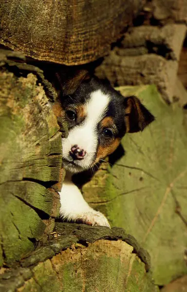 Jack Russell Terrier Semanas Filhote Cachorro Masculino — Fotografia de Stock