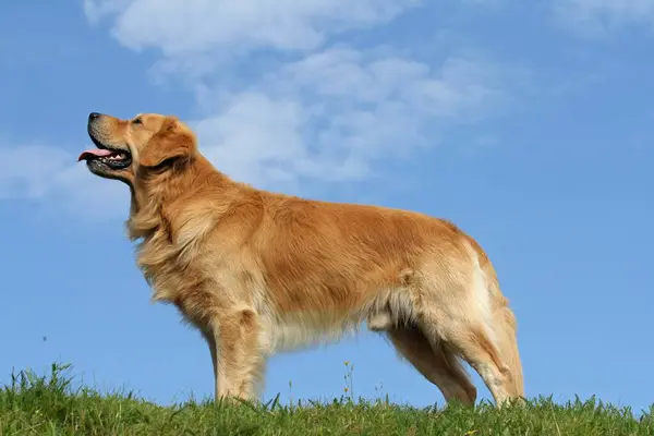 Golden Retriever Male Years Old Stands Sideways Meadow Blue Sky — Stock Photo, Image