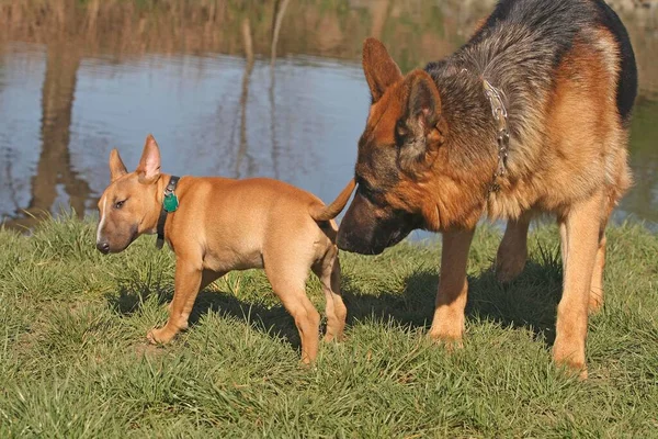 ドイツの羊飼いの犬は公園で雄牛のテリアの子犬の匂い — ストック写真