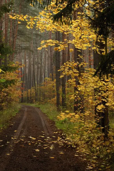 Waldweg Oktobertag Nürnberger Reichswald Buntes Laub Bäume Nebel Dunst Morgen — Stockfoto