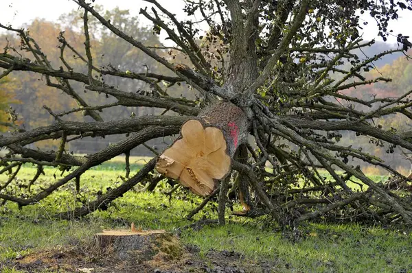 Gamla Nedfällda Päronträd Fruktträdets Äng — Stockfoto