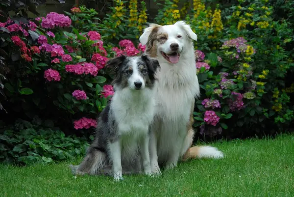 Border Collie, blue-merle, and Australian Shepherd, red-merle, sitting side by side in front of flowering hydrangea, FCI Standard No. 297 and No. 342, Border Collie and Australian Shepherd, side by side in front of flowering domestic dog (canis lupus