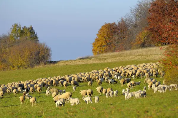 Stádo Ovcí Podzim Pastvinách Dne — Stock fotografie