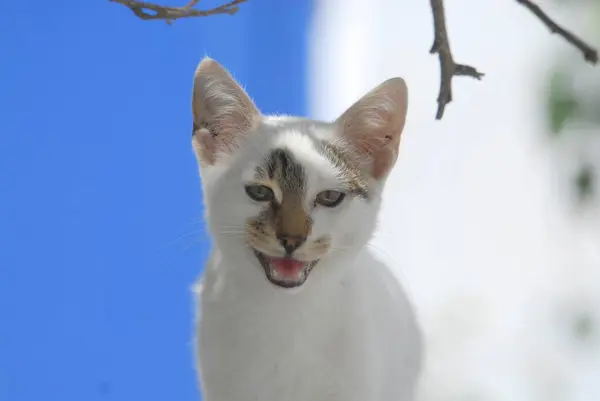 Közelről Kilátás Aranyos Hazai Macska — Stock Fotó