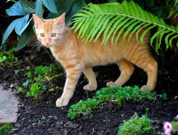 Gato Vermelho Jardim — Fotografia de Stock