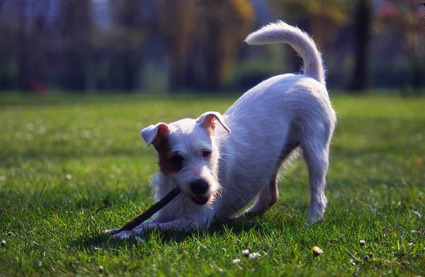 Parson Jack Russel Terrier Bitch — Stockfoto