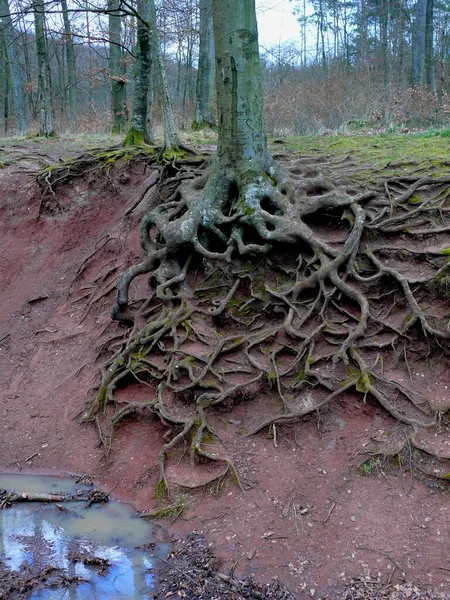 Beech Exposed Roots Erosion — Stock Photo, Image