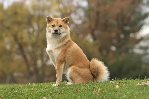 Shiba Inu Zittend Een Weide Fci Standaard Japans Hondenras — Stockfoto