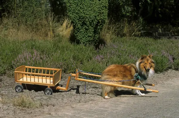 Sheltie Male Carriage Dog Carriage — Stock fotografie