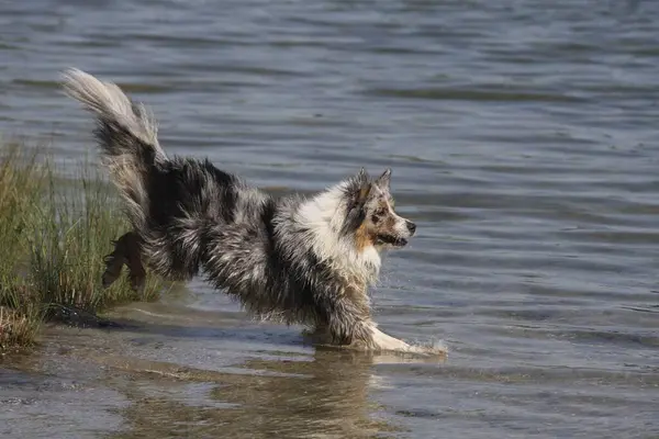 Australian Shepherd jumps into the water