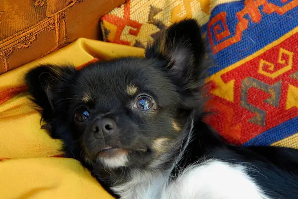Genç Chihuahua Aylık Erkek Renkli Kanepede Yatıyor Portre Fci Standard — Stok fotoğraf