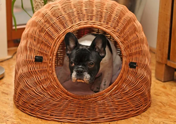 French Bulldog, 5 months old sitting in basket