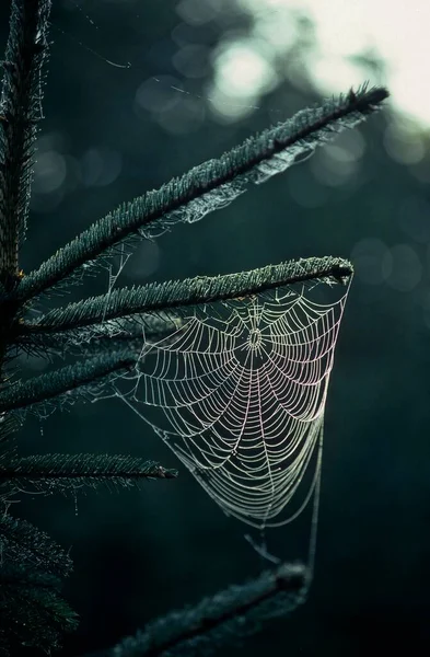 Sabah Çiğ Tanesinde Örümcek Ağı — Stok fotoğraf