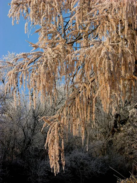 Pierwszy Mróz Gałęziach Drzew Zimowa Sceneria — Zdjęcie stockowe