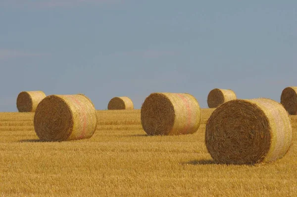 Straw Bales Grain Field Daytime Harvesting Concept — Stock Photo, Image