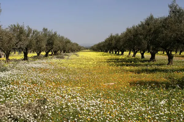 Flowering Fields Rows Olive Trees Tunis Early March Tunisia Africa — Stock Photo, Image