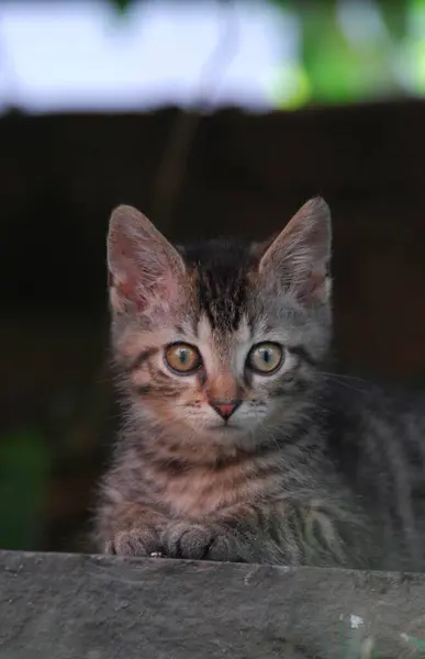 Young Domestic Kitten Tabby Lying Stone Garden Non Pedigree Wildcat — Stock Photo, Image