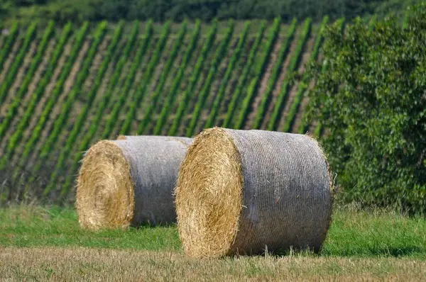 Straw Bales Grain Field Knittlingen Vineyards — Stock Photo, Image