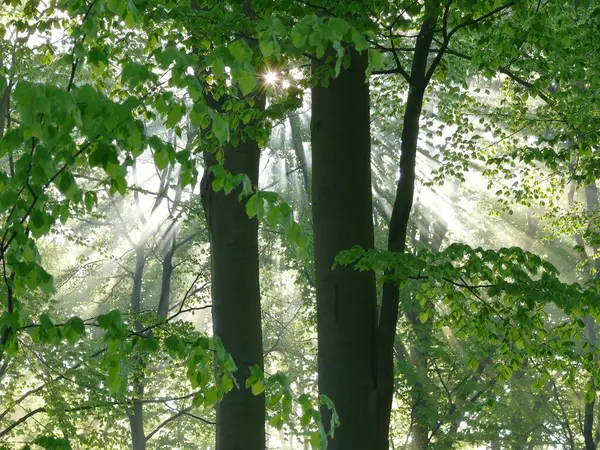 Lövskog Våren Dimma Skogen Solstrålar Skogen — Stockfoto