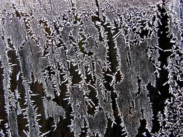 木の上の氷の花 — ストック写真