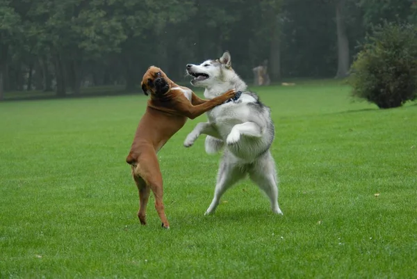 Ένας Νεαρός Αλάσκαν Μαλαμουτ Και Ένας Γερμανικός Σκύλος Μπόξερ Παίζουν — Φωτογραφία Αρχείου