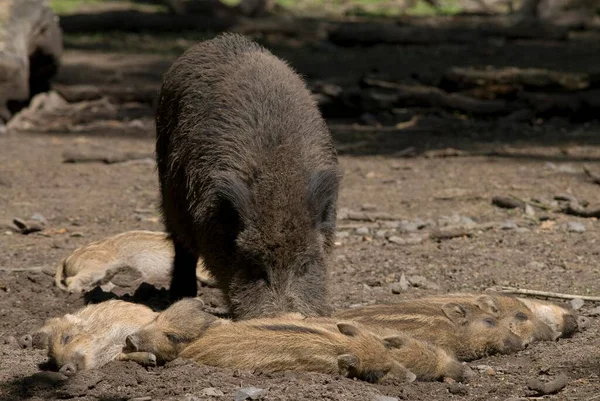 Wild Boar Sus Scrofa Young Pigs — Stock Photo, Image