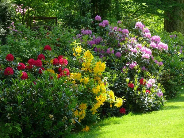 バロック様式のルドウィッグスバーグ 庭で咲くロードデンドロン — ストック写真