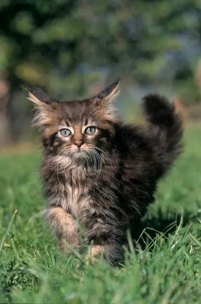 Maine Coon Kitten — 图库照片