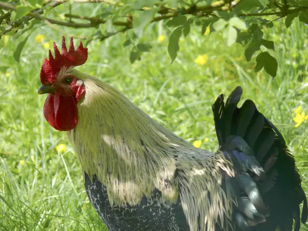 Domestic Cock Meadow House Rooster Domestic Chicken Gallus Gallus Domesticus — Stock Photo, Image
