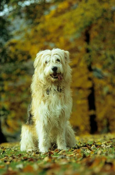 Pies Rasy Mieszanej Parku — Zdjęcie stockowe
