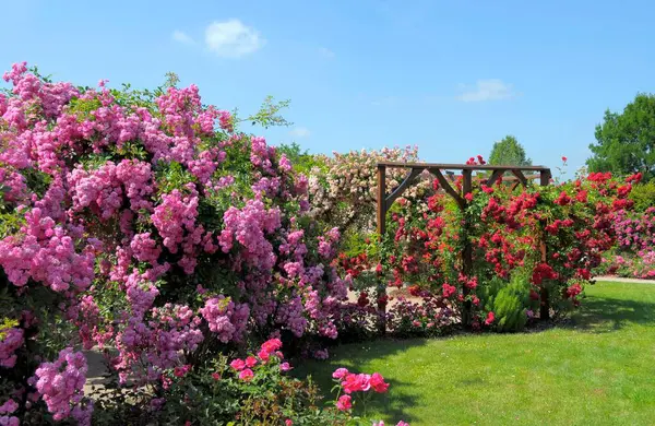 Hermosas Rosas Floreciendo Jardín — Foto de Stock
