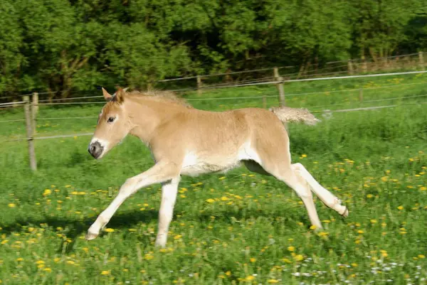 3周大的哈夫林格小鹿 毛茸茸的 骑着普热沃尔斯基的马 Equus Przewalskii 在草地上飞奔 3周大的哈夫林格马 毛茸茸的 春天在草地上疾驰而过 — 图库照片